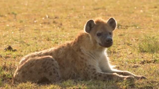 Semadep Safari Camp Panzió Sekenani Kültér fotó