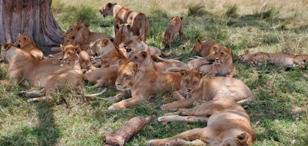 Semadep Safari Camp Panzió Sekenani Kültér fotó