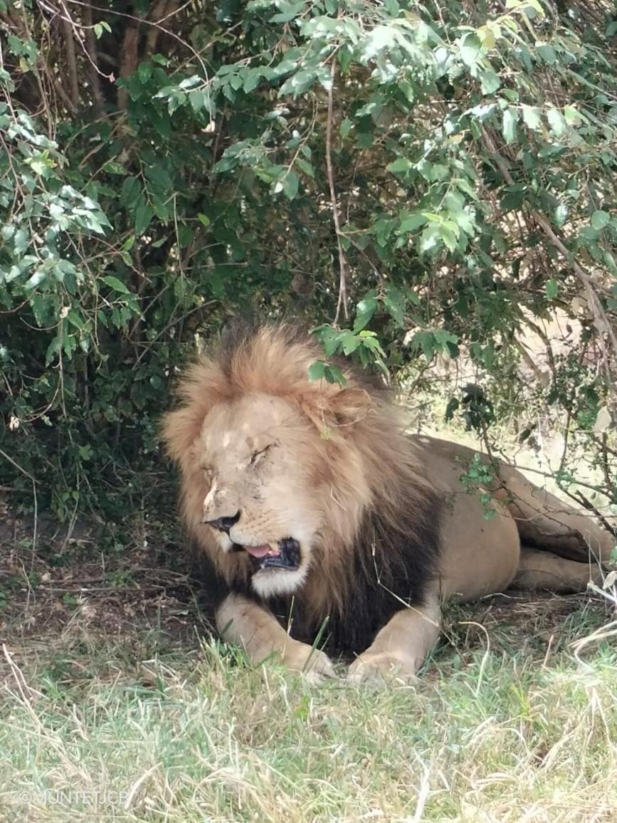 Semadep Safari Camp Panzió Sekenani Kültér fotó